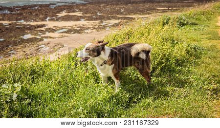 Little Pembroke Dog Welsh Corgis Walking On The Beach In France