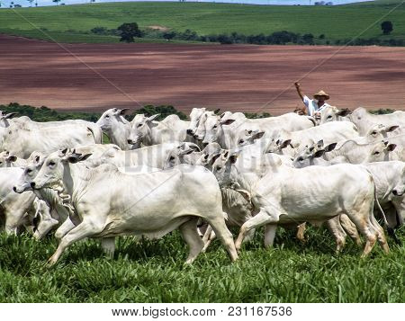 Magda, Sao Paulo, Brazil, March 08, 2006: The Cowboy Leads A Group Of Nelore Cattle Being Herded Thr