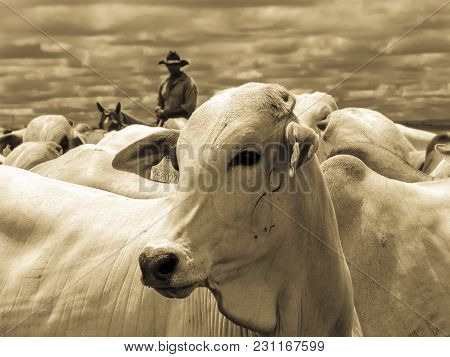 Magda, Sao Paulo, Brazil, March 08, 2006: The Cowboy Leads A Group Of Nelore Cattle Being Herded Thr