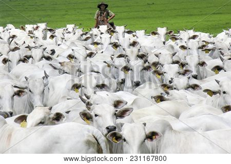 Magda, Sao Paulo, Brazil, March 08, 2006: The Cowboy Leads A Group Of Nelore Cattle Being Herded Thr