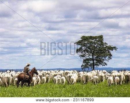 Magda, Sao Paulo, Brazil, March 08, 2006: The Cowboy Leads A Group Of Nelore Cattle Being Herded Thr