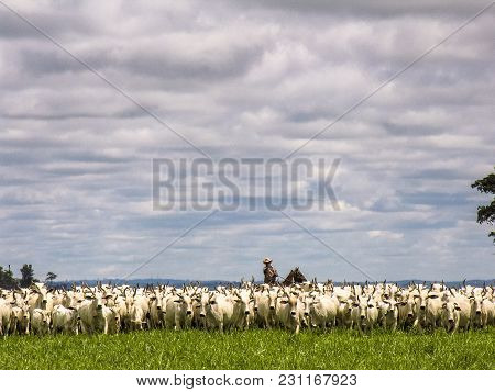 Magda, Sao Paulo, Brazil, March 08, 2006: The Cowboy Leads A Group Of Nelore Cattle Being Herded Thr