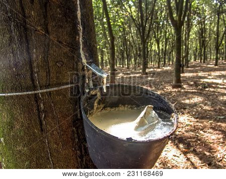 Milky Latex Extracted From Rubber Tree (hevea Brasiliensis) As A Source Of Natural Rubber, Em Ibiuna