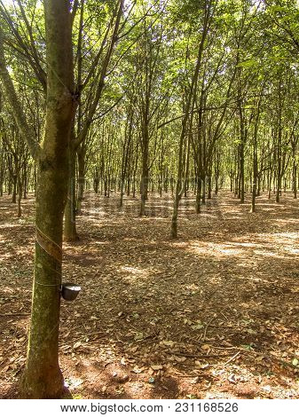 Milky Latex Extracted From Rubber Tree (hevea Brasiliensis) As A Source Of Natural Rubber, Em Ibiuna
