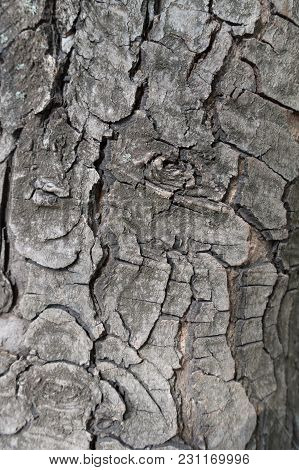 Texture Of Bark Of Horse Chestnut Tree