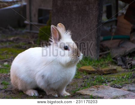 Rabbit, Little Sweet Bunny. The Lionhead Rabbit
