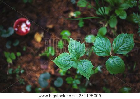 Forest View From Above. The Leaves Are Bones And A Mushroom With A Red Bonnet. Autumn View
