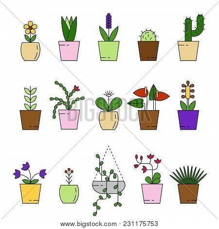 Set Of House Plant Isolated Vector Flat Illustration. Outline House Plants In Pot.