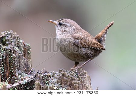 Little Bird From Beginning To Tree. Wren