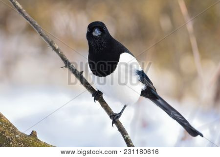 The Ferocious Look Of A Eurasian Magpie (pica Pica) Sitting On A Thin Branch.