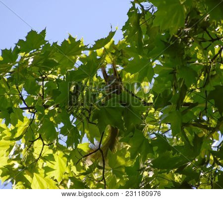 A Squirrel On The Branches Of A Maple. The Squirrel Is A Forest Rodent.