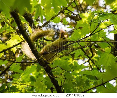 A Squirrel On The Branches Of A Maple. The Squirrel Is A Forest Rodent.