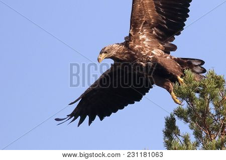 The Eagle Is A Large-scale Nesting Bird