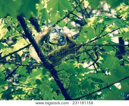 A Squirrel On The Branches Of A Maple. The Squirrel Is A Forest Rodent.