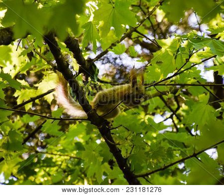 A Squirrel On The Branches Of A Maple. The Squirrel Is A Forest Rodent.