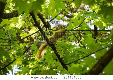 A Squirrel On The Branches Of A Maple. The Squirrel Is A Forest Rodent.