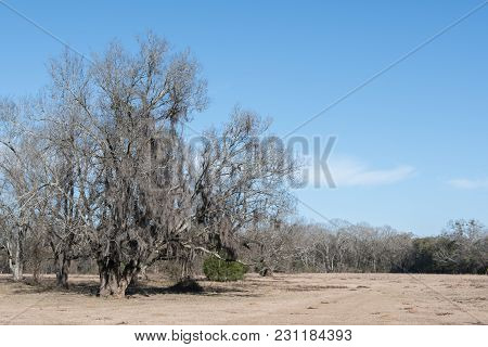 Background Image Of A Dormant Bermudagrass Pasture With A Spanish Moss-draped Oak Tree To The Left.