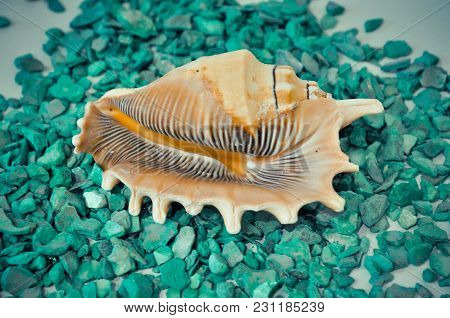 One Or A Set Of Several Different Shells On The Green Stones