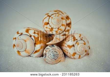 Seven Or A Set Of Several Different Shells On A White Sand