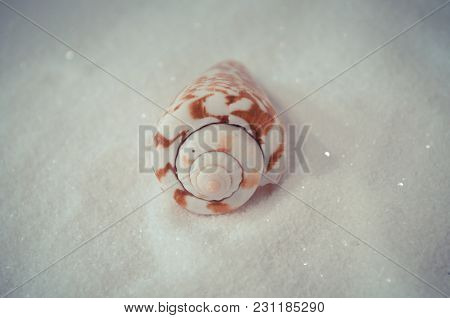 One Interesting Shell On The White Sand