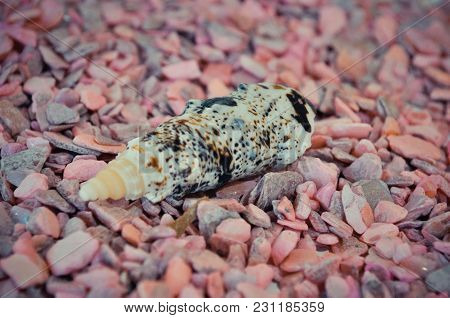 One Or A Set Of Several Different Shells On A Pink Small Stones