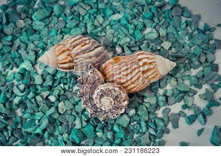 Seven Or A Set Of Several Different Shells On A Green Stones