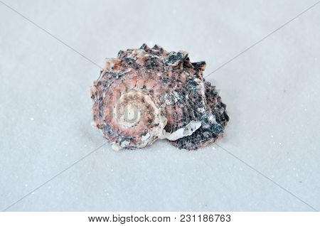 One Interesting Shell On The White Sand