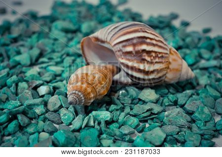 Seven Or A Set Of Several Different Shells On A Green Stones