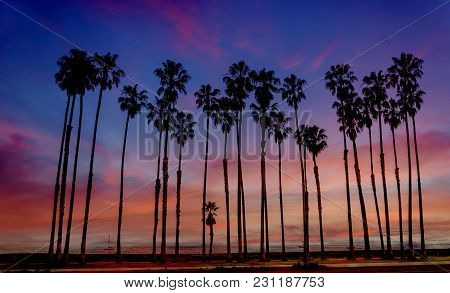 Tropical Beach Sunset With Hight Palm Trees Sihouette Near The Ocean In California