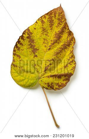 Autumn leaf of a  largeleaf linden tree on white background