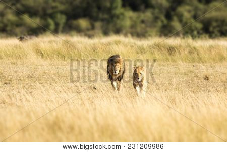 A pair of adult lions walking across the grassland of the Masia Mara