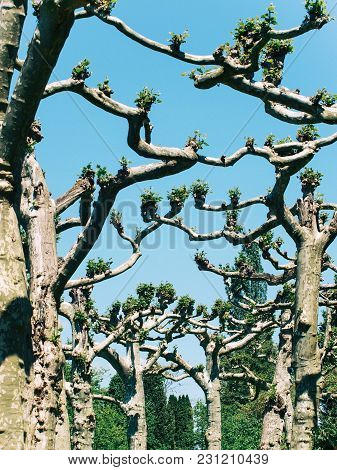 Alley Platanus Trees On Flower Island Mainau, Germany.