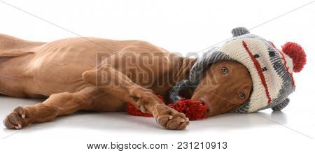 male pharoah hound wearing winter hat on white background
