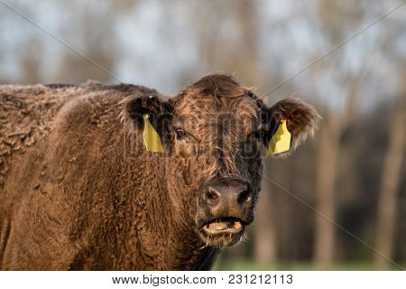 Brown Cow Comically Looking Dumbfounded At The Camera.