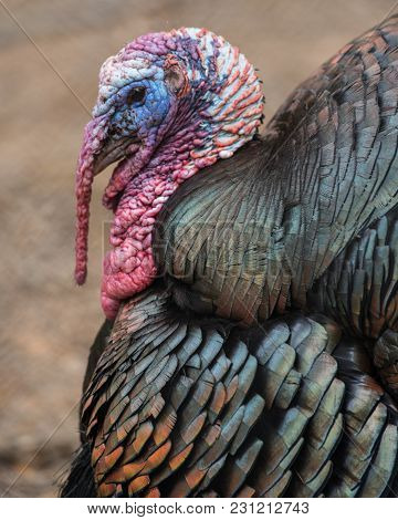 Tom Turkey Head And Body Feathers Profile View