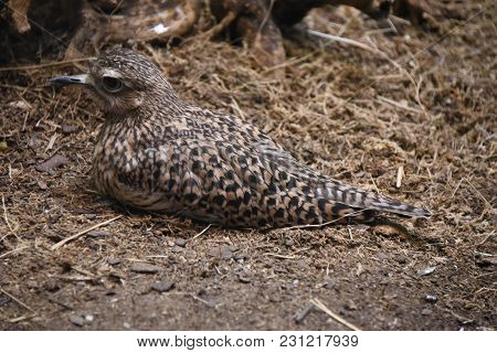 Spotted Dikkop Resting On The Ground, Animal, Nature