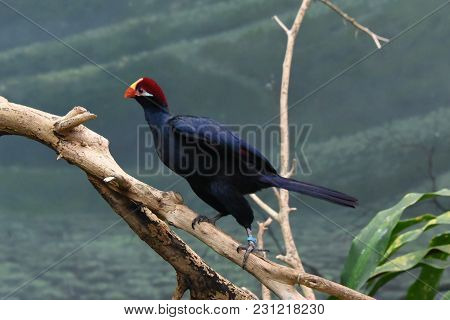 Violaceous Turaco Musophaga Violacce Perched On A Tree Branch, Animal, Bird