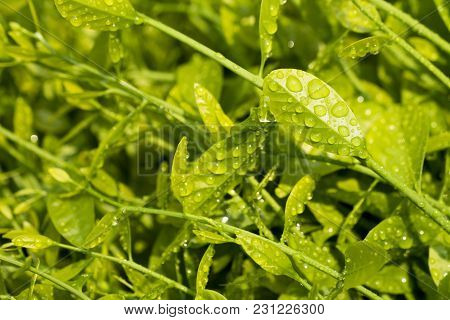 Melientha Suavis Pierre In The Wild And Water Drops After Rain Are Very Popular In The Countryside. 