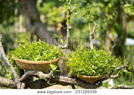 Melientha Suavis Pierre In The Wild Are Very Popular In The Countryside. Have A Delicious Taste Rare