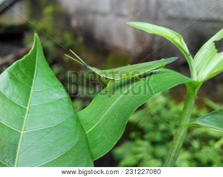 A Bud Grasshopper, Camouflaged On A Green Leaf Midrib