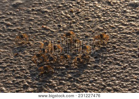 Many Small Crabs Are On A Beach.