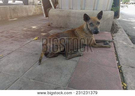 Sick Dog Need Helping Live On The Street., Homeless Stray Thai Dog Leper On The Countryside Way.