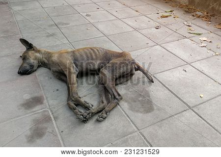 Sick Dog Need Helping Live On The Street., Homeless Stray Thai Dog Leper On The Countryside Way.