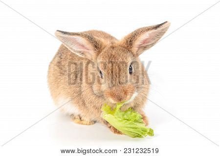Brown Short Hair Adorable Baby Rabbit Eating Vegetable On White Background