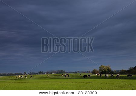 Paisagem de prados e vacas