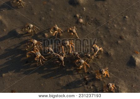 Many Small Crabs Are On A Beach.