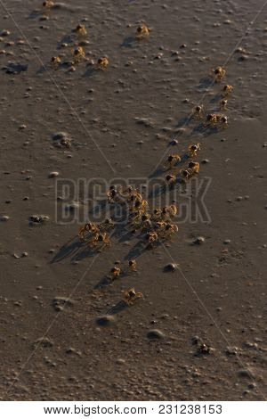 Many Small Crabs Are On A Beach.