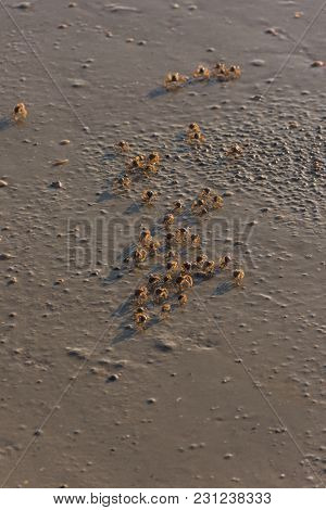 Many Small Crabs Are On A Beach.