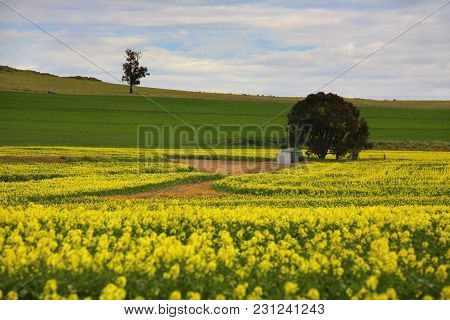 A Little Scene Out In Rural Farmlands Nsw Australia