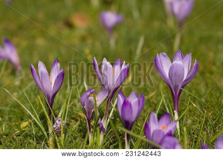A Mass Of Purple Dutch Crocus Flowers Blooming In Early Spring Latin Name Crocus Vernus